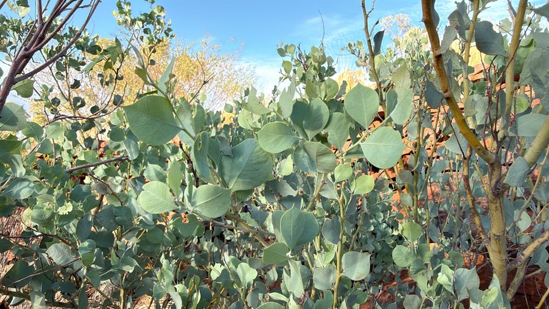 Acacia pyrifolia photo 4