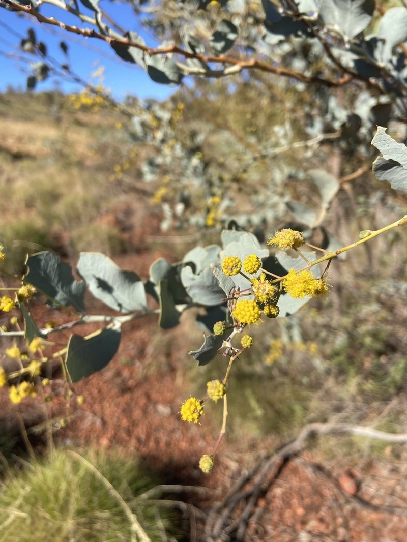 Acacia pyrifolia photo 5