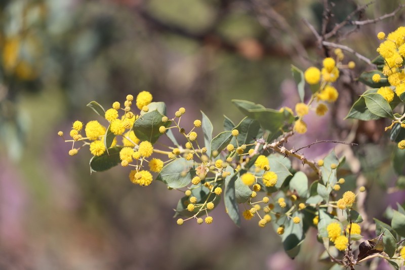 Acacia pyrifolia photo 7