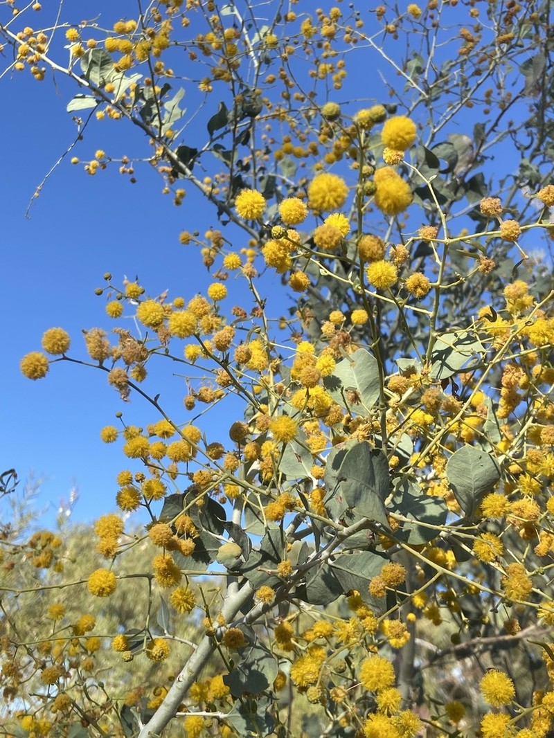 Acacia pyrifolia photo 8