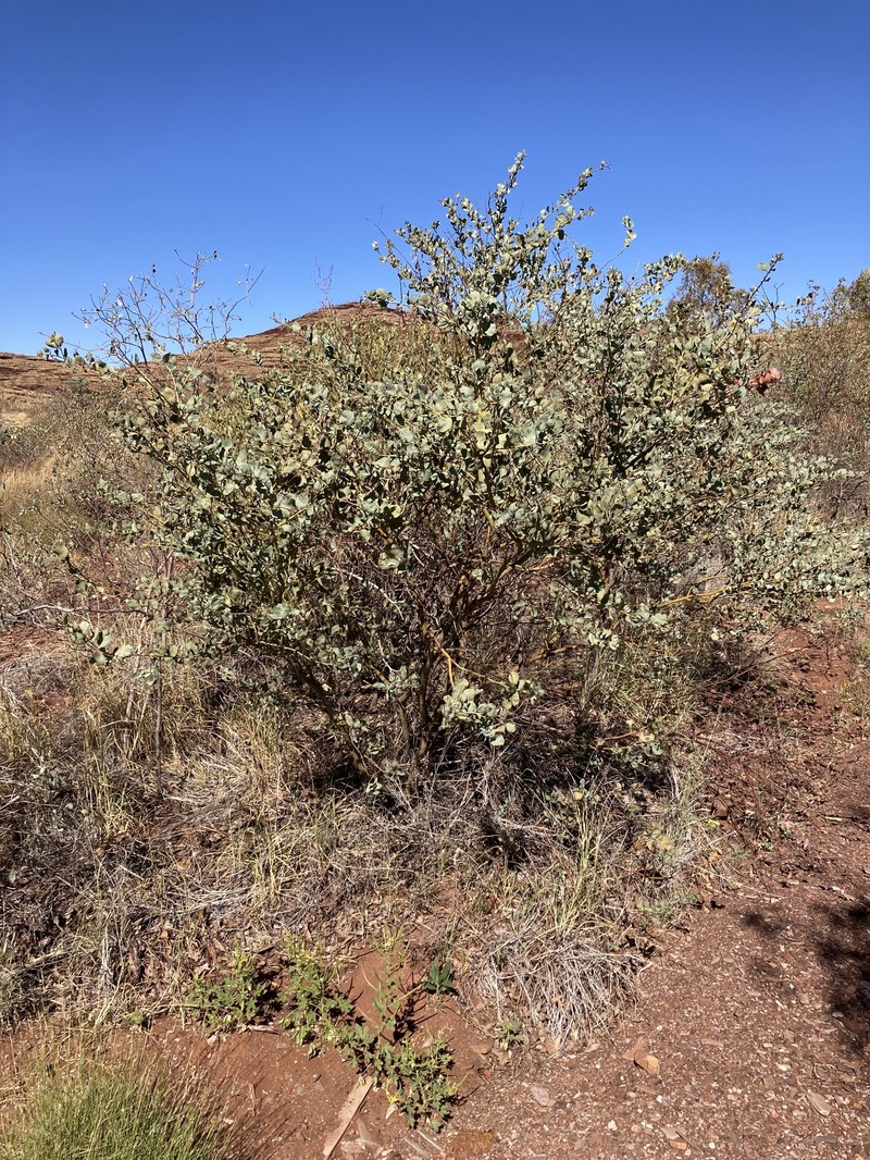Acacia pyrifolia var. morrisonii
