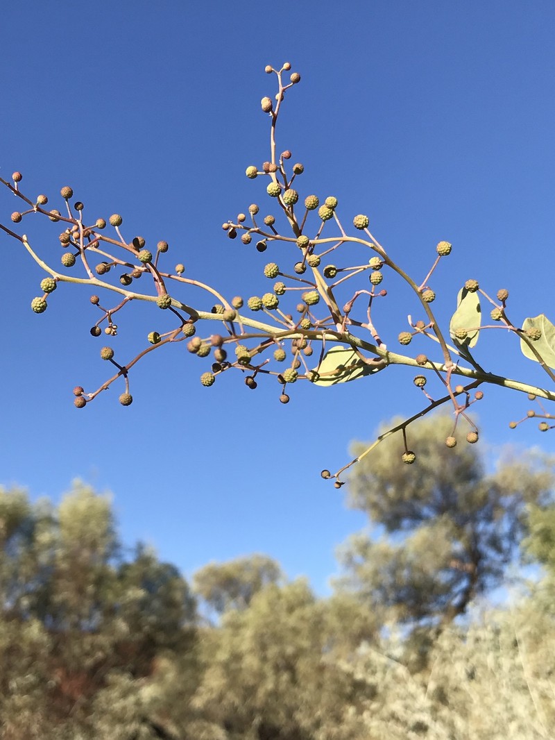 Acacia pyrifolia var. morrisonii photo 2