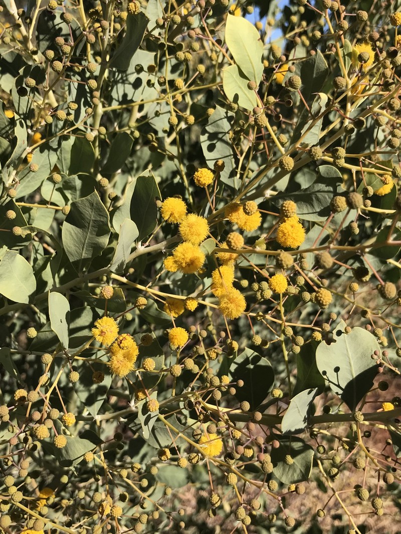 Acacia pyrifolia var. morrisonii photo 3