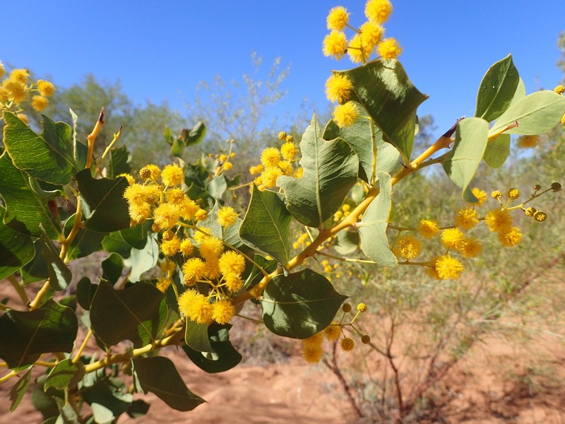 Acacia pyrifolia var. morrisonii photo 4