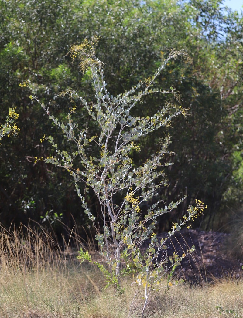 Acacia pyrifolia var. morrisonii photo 5