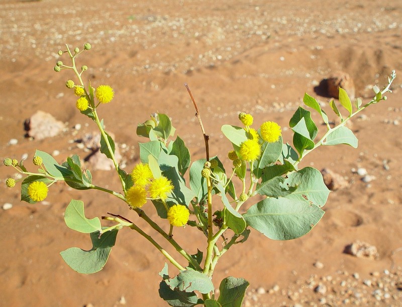 Acacia pyrifolia var. morrisonii photo 6