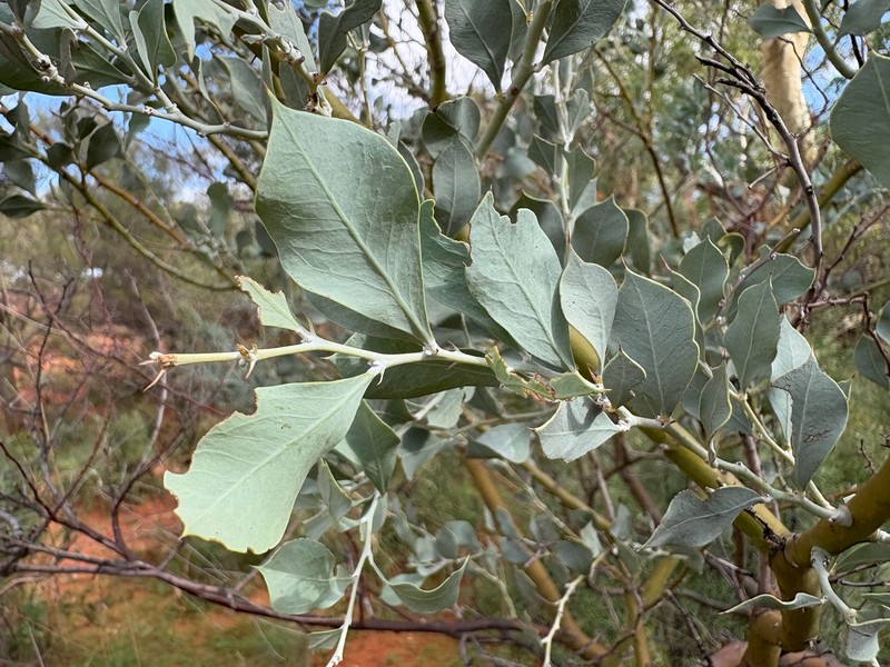 Acacia pyrifolia var. pyrifolia