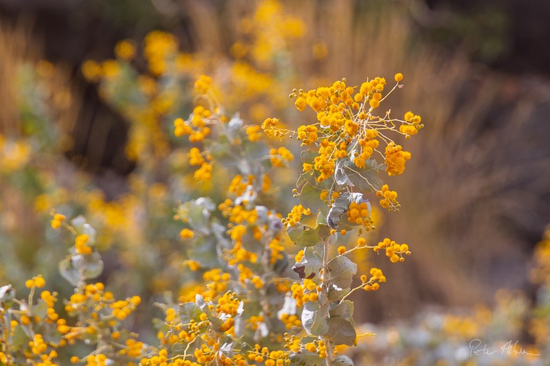 Acacia pyrifolia var. pyrifolia photo 2