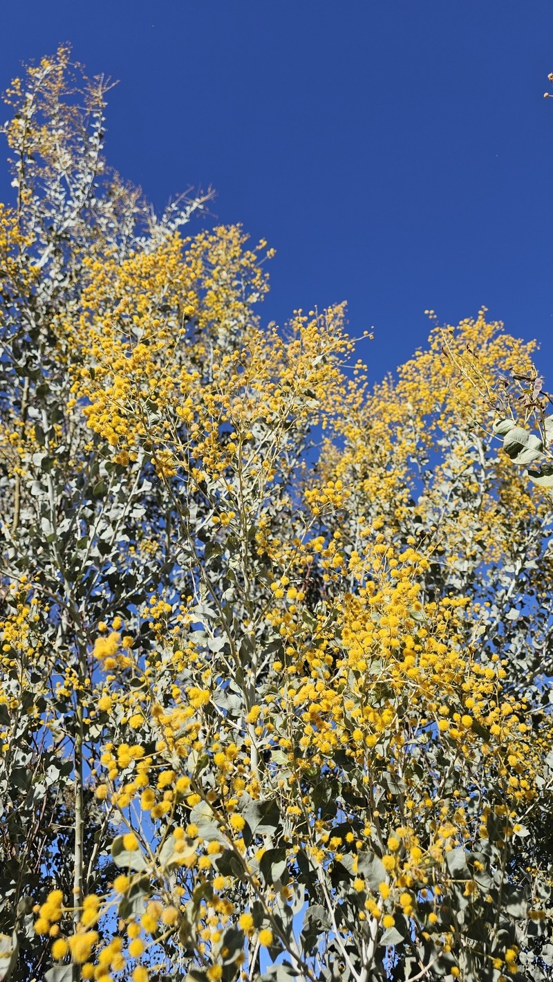 Acacia pyrifolia var. pyrifolia photo 3