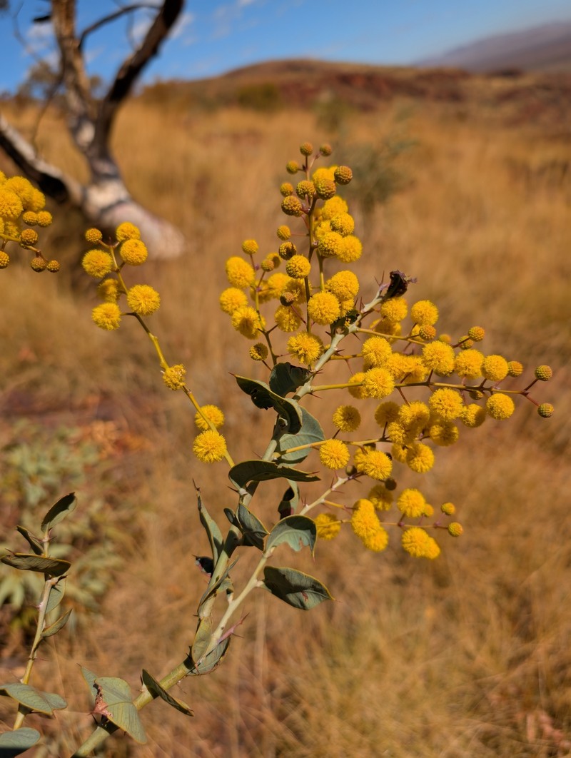 Acacia pyrifolia var. pyrifolia photo 4