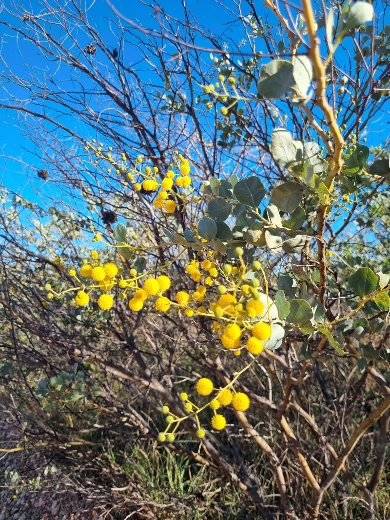 Acacia pyrifolia var. pyrifolia photo 5