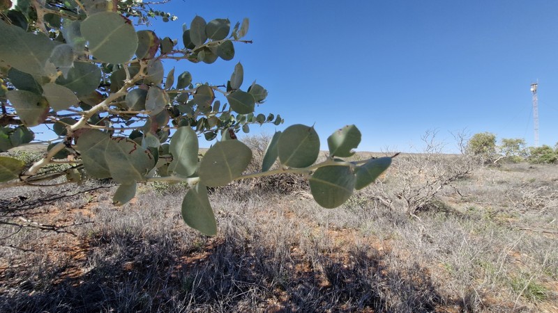 Acacia pyrifolia var. pyrifolia photo 6