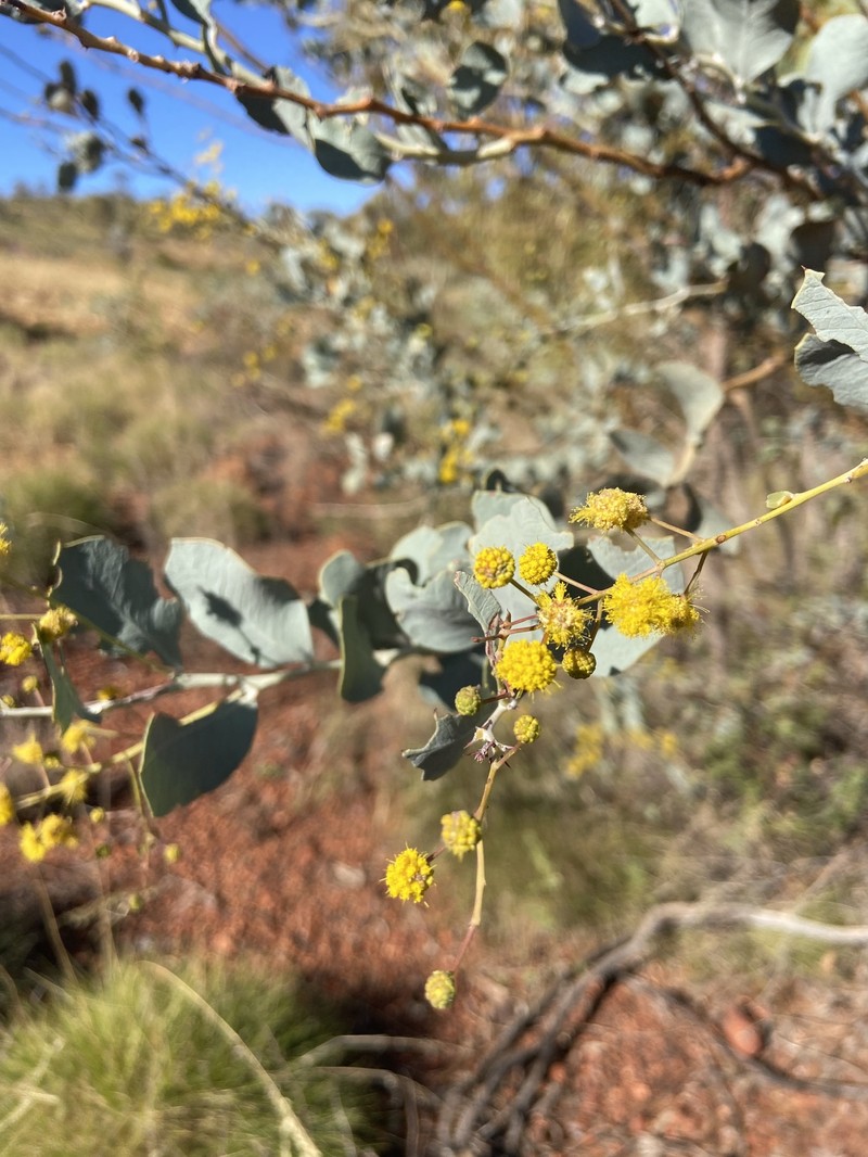 Acacia pyrifolia var. pyrifolia photo 7