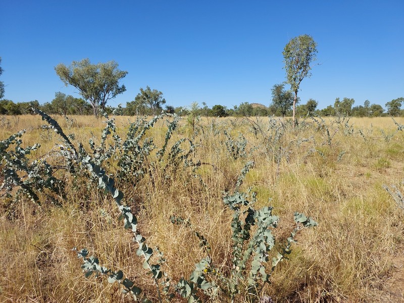Acacia pyrifolia var. pyrifolia photo 8