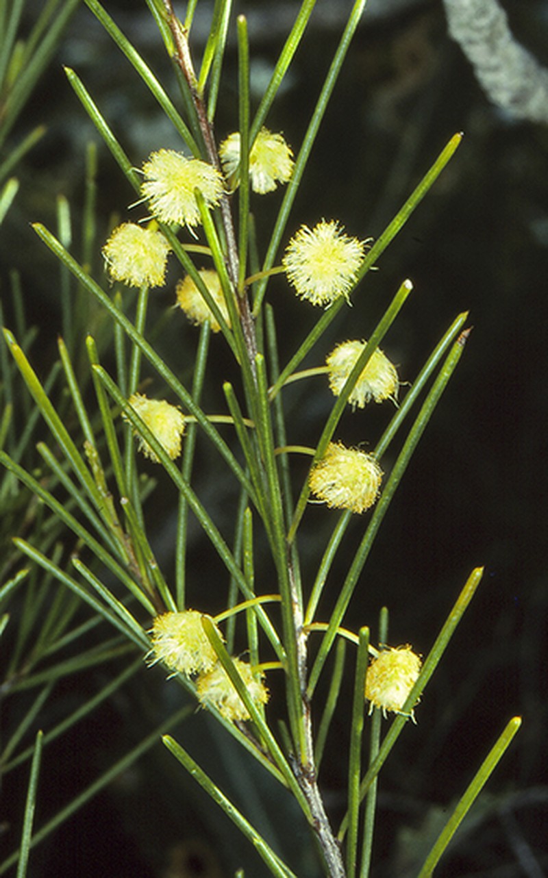 Acacia quadrilateralis