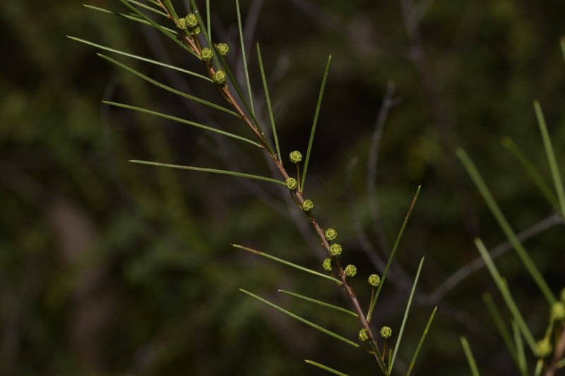 Acacia quadrilateralis photo 2