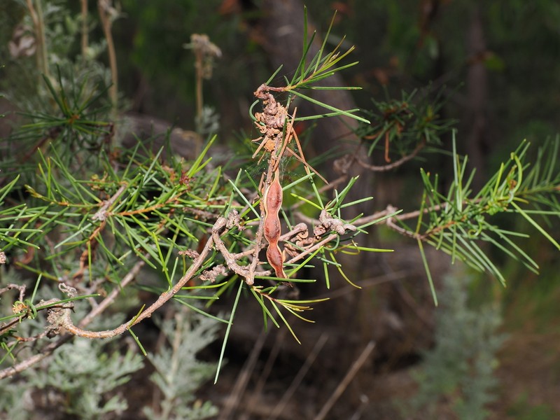Acacia quadrilateralis photo 3