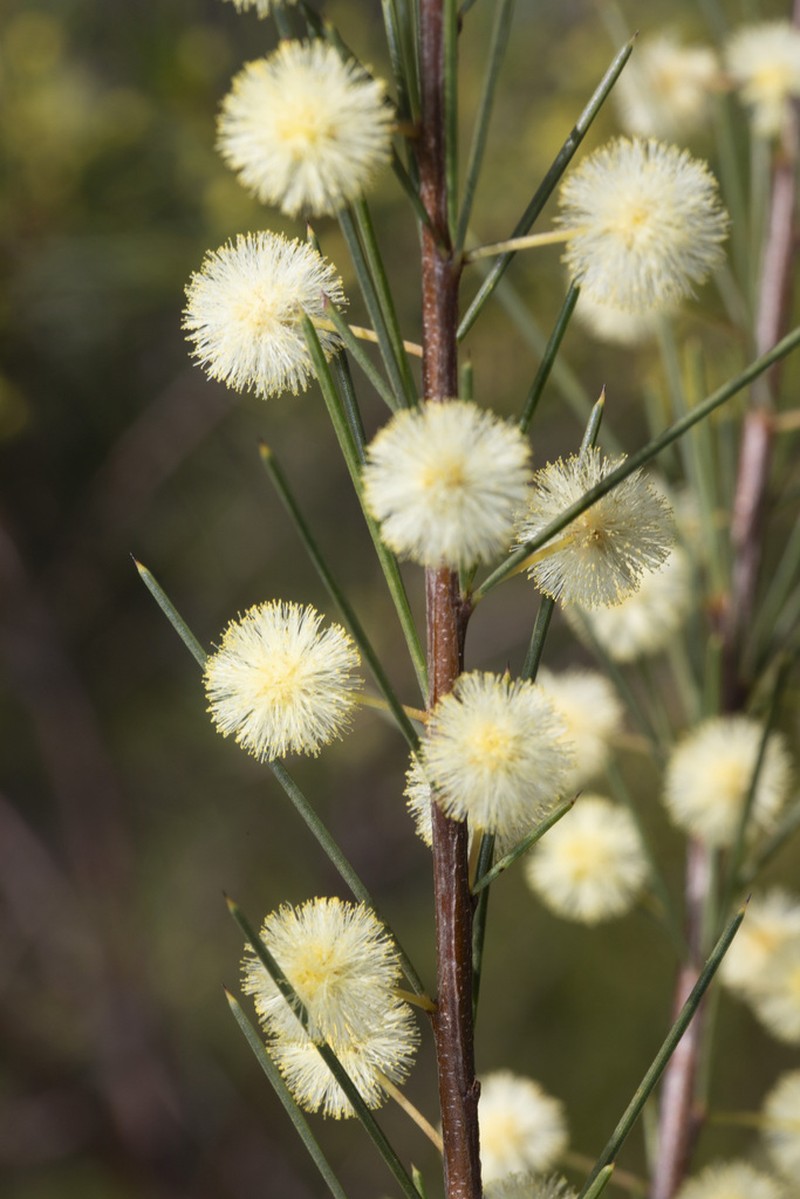 Acacia quadrilateralis photo 4