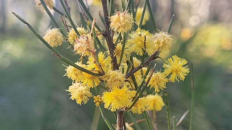 Acacia quadrilateralis photo 5