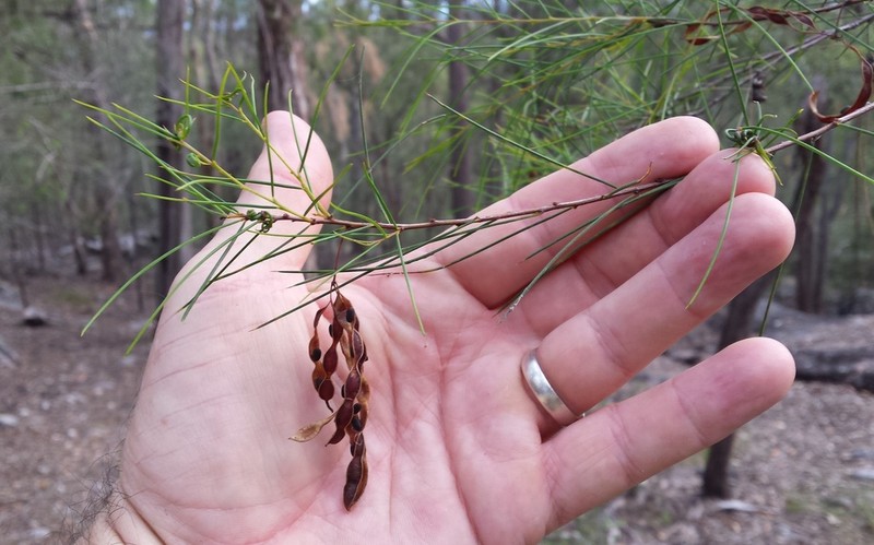 Acacia quadrilateralis photo 6