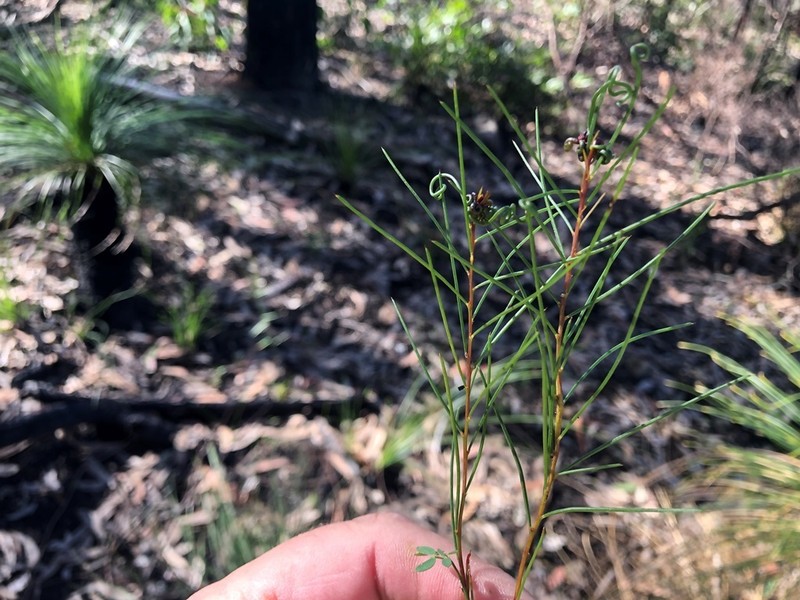 Acacia quadrilateralis photo 7