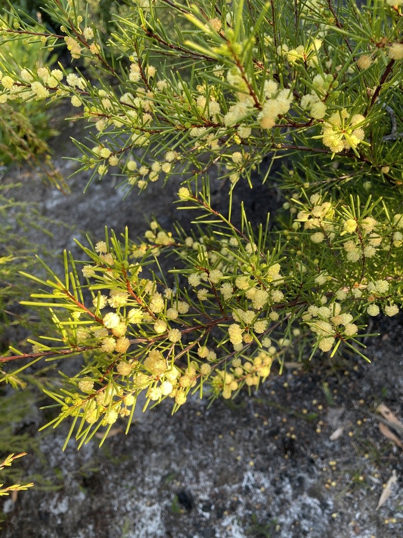 Acacia quadrilateralis photo 8