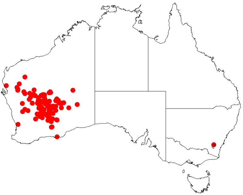Acacia quadrimarginea