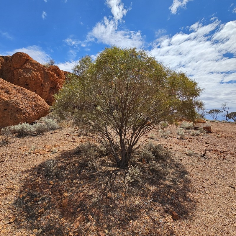 Acacia quadrimarginea photo 2