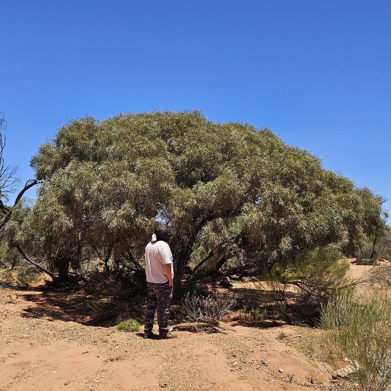 Acacia quadrimarginea photo 3