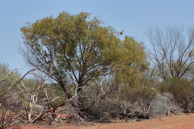 Acacia quadrimarginea photo 4