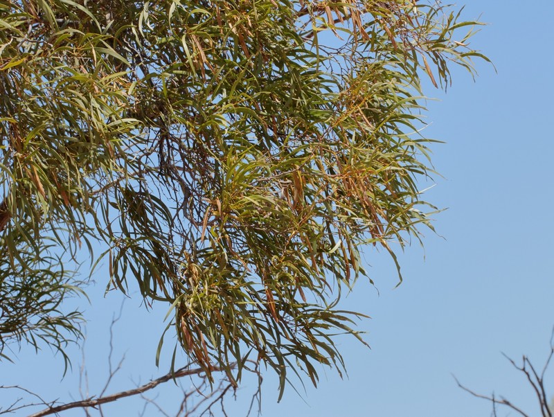 Acacia quadrimarginea photo 5