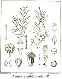 Acacia quadrisulcata