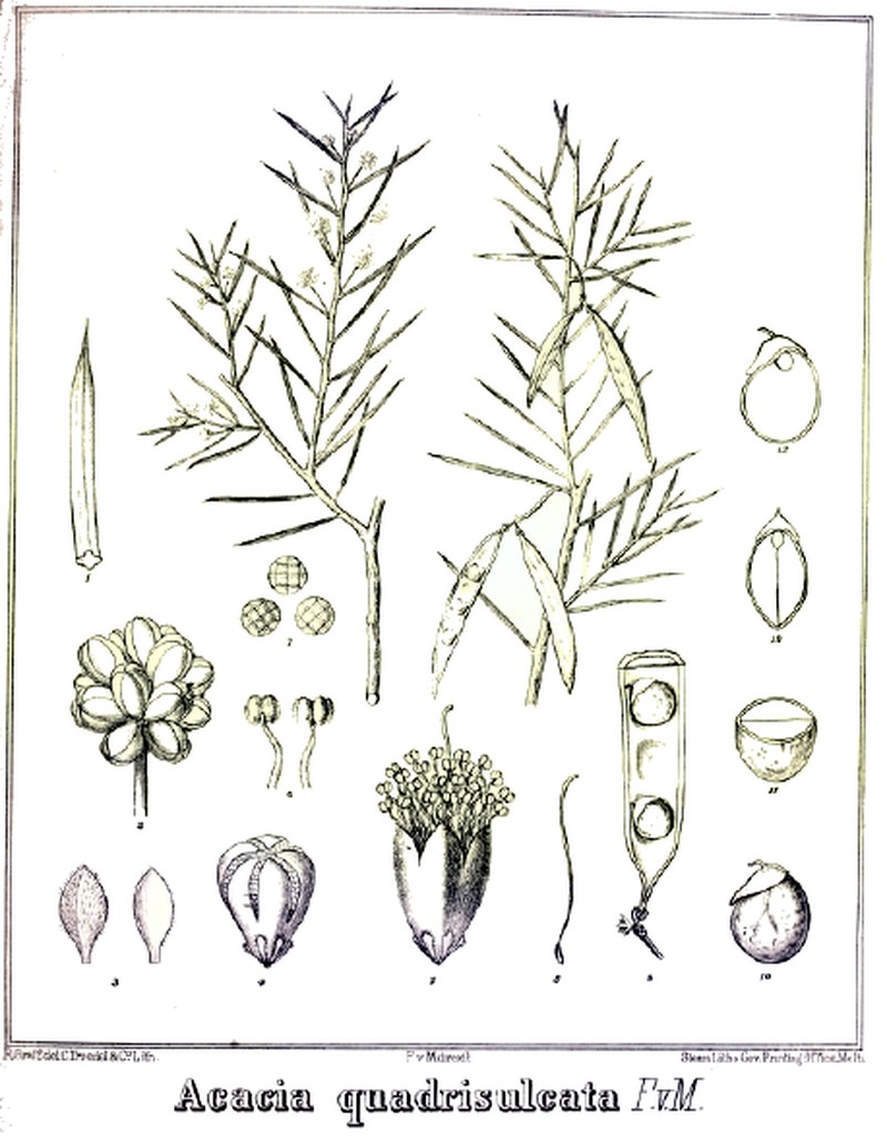 Acacia quadrisulcata