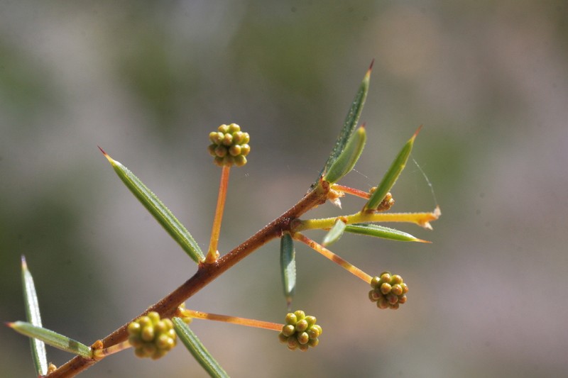 Acacia quadrisulcata photo 2