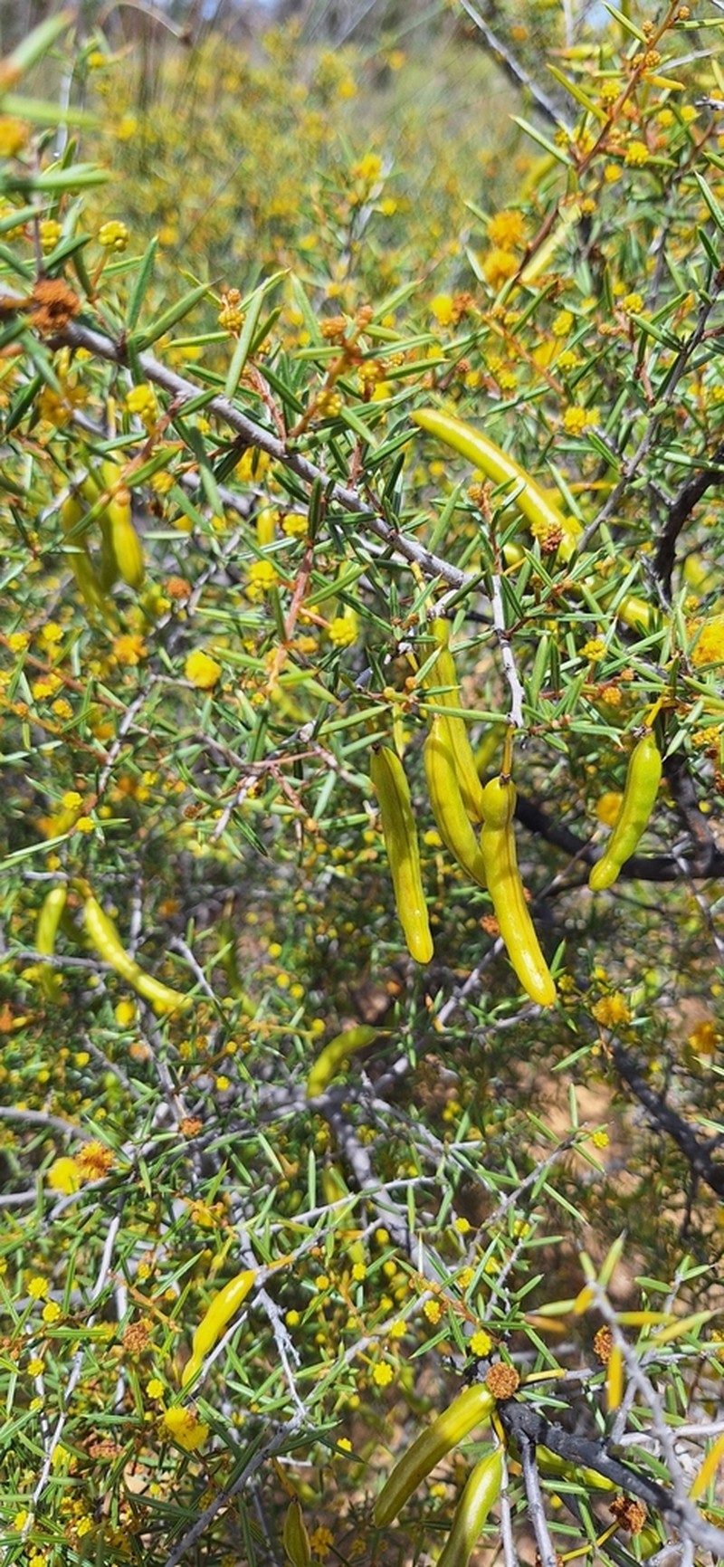 Acacia quadrisulcata photo 3