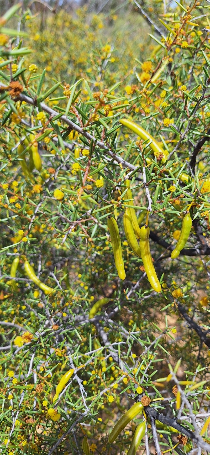 Acacia quadrisulcata photo 4