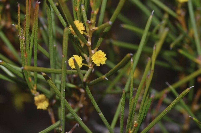 Acacia quinquenervia photo 2