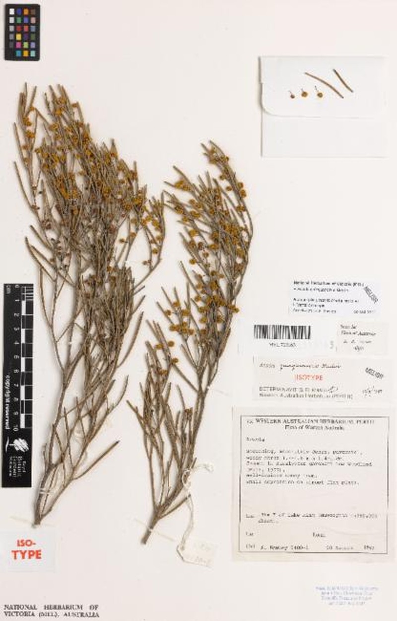 Acacia quinquenervia photo 3