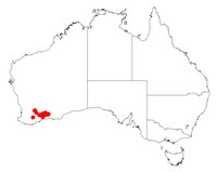 Acacia quinquenervia