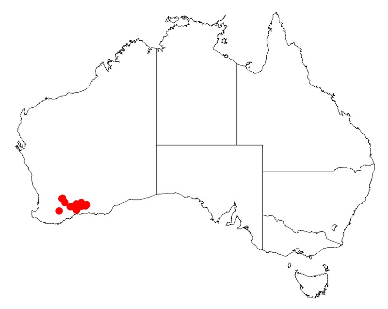Acacia quinquenervia