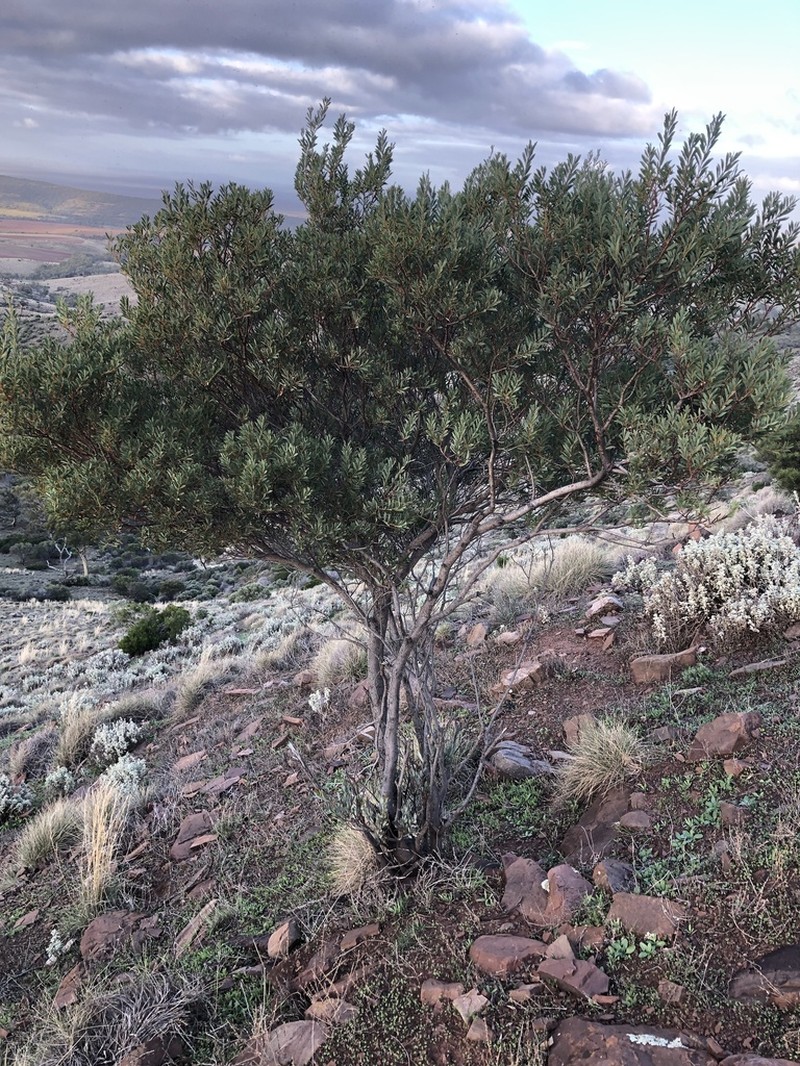Quorn Wattle photo 3