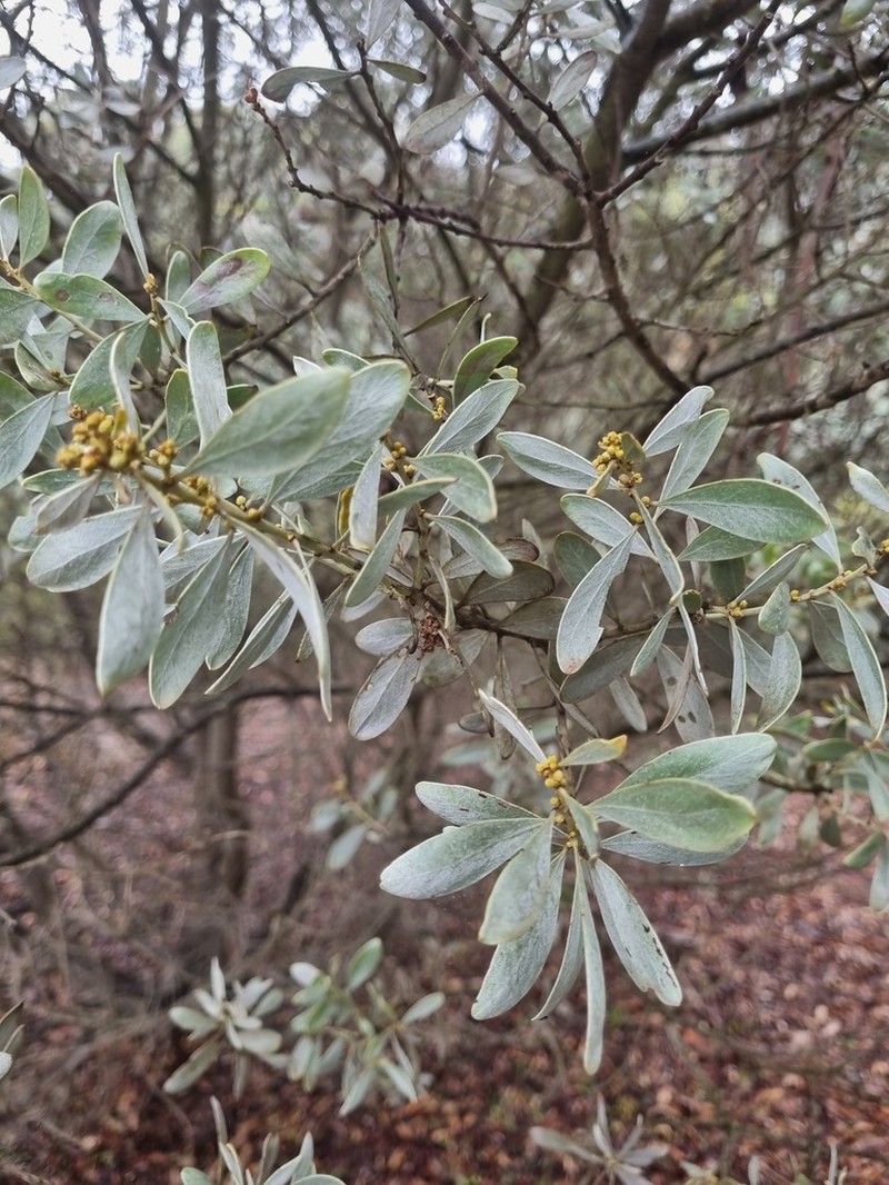 Quorn Wattle photo 4