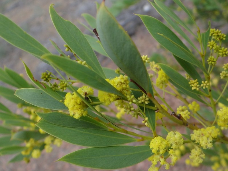 Quorn Wattle photo 5
