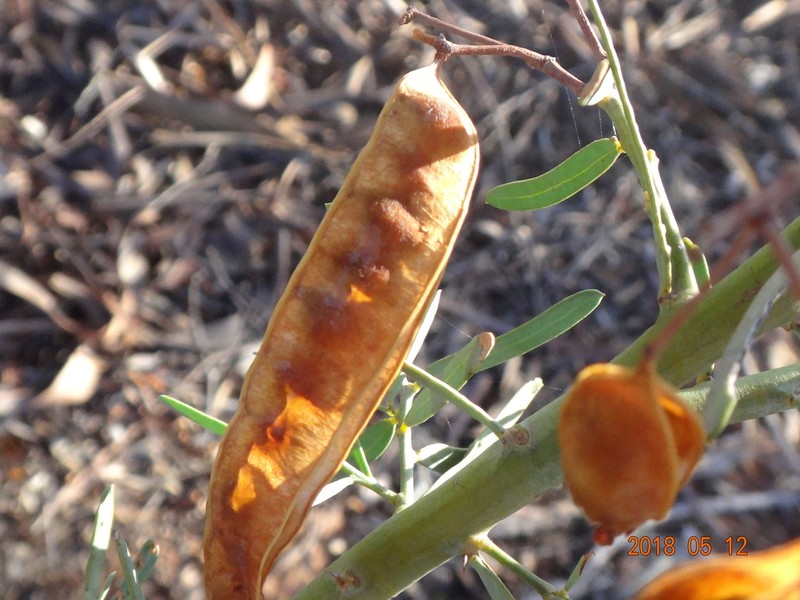 Quorn Wattle photo 6