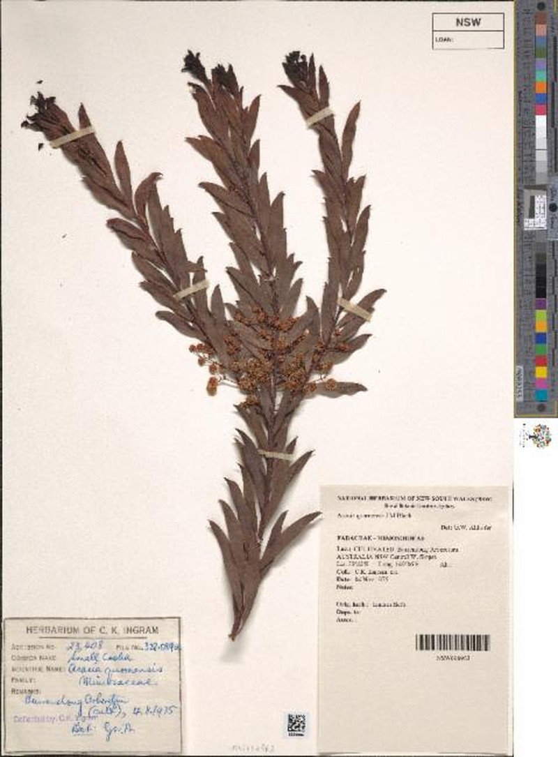 Quorn Wattle photo 8