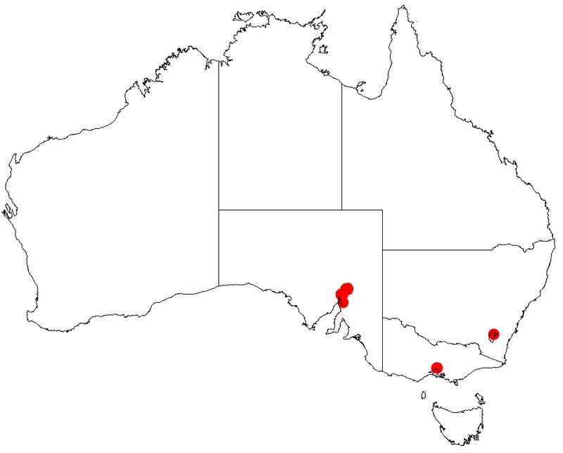 Quorn Wattle