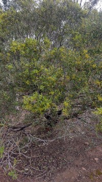 Quorn Wattle