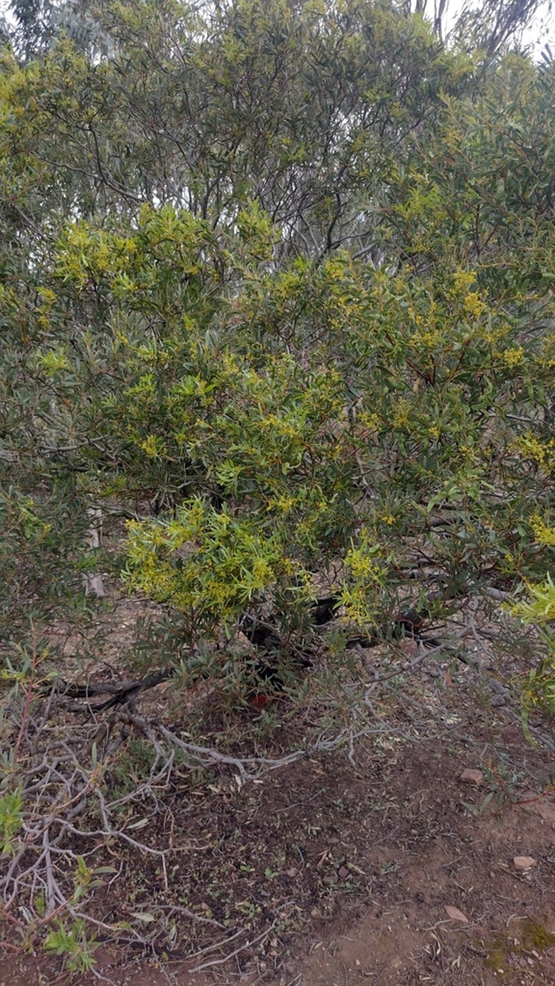 Quorn Wattle photo 2