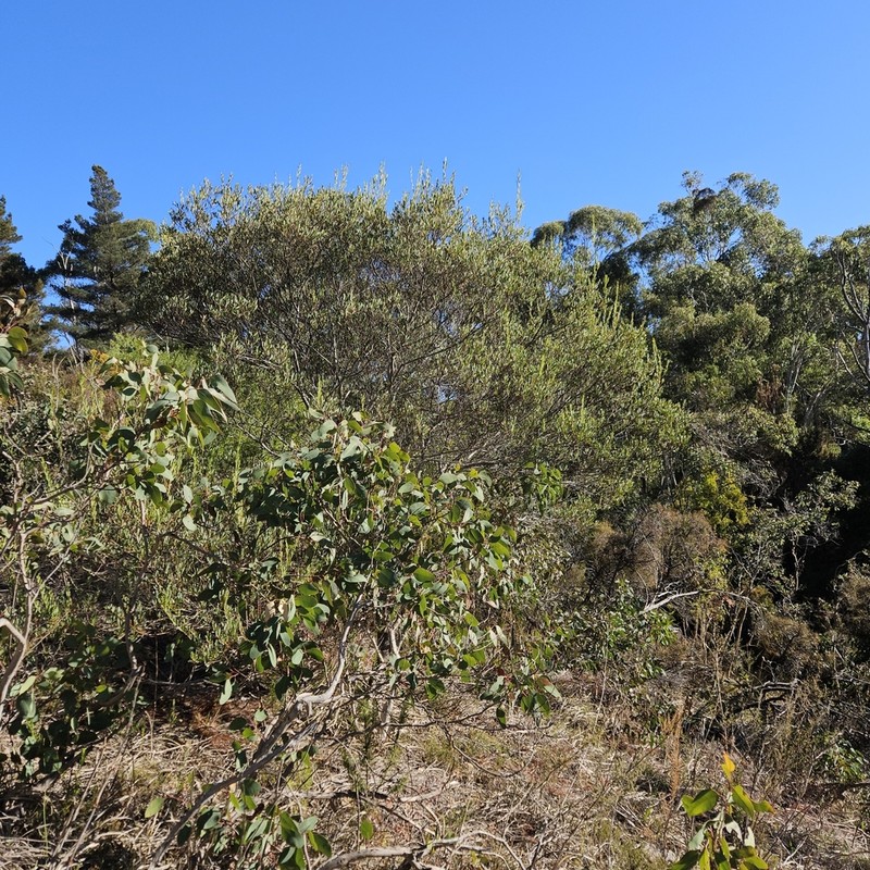 Quorn Wattle photo 3