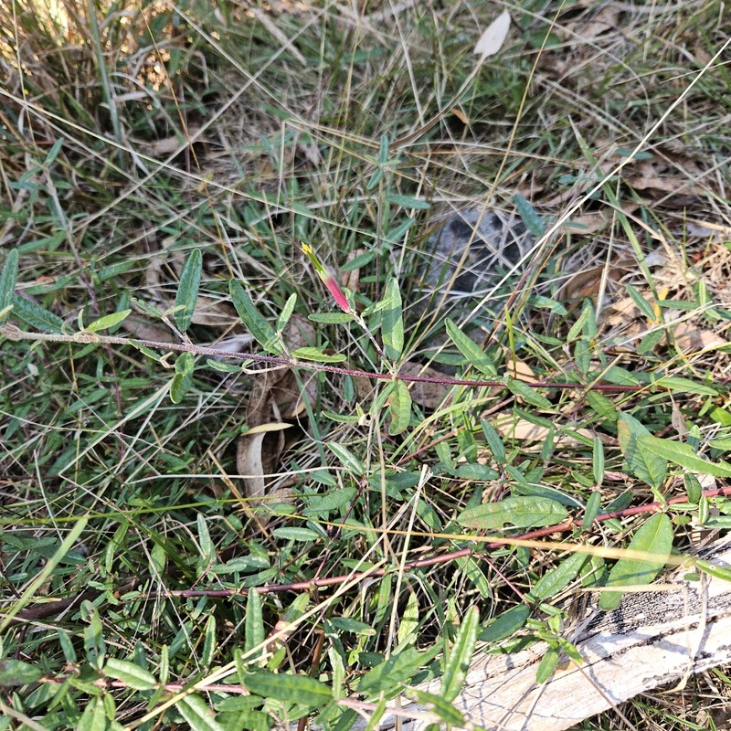 Quorn Wattle photo 4